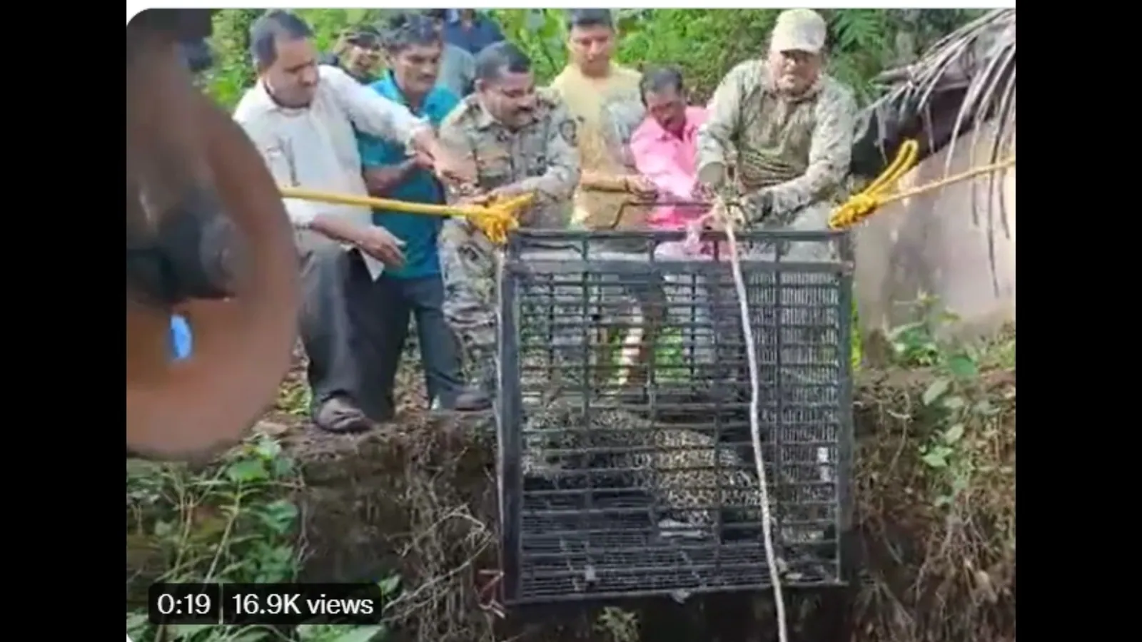 Leopard rescued by forest officials after it fell into open well in Maharashtra