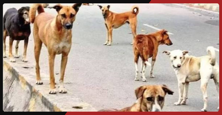 ‘Dogs Found Near Body’: Delhi Police Reconstruct Teen’s Final Movements